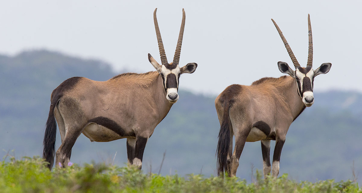Gemsbok WildLife Partners LLC Gemsbok WildLife Partners LLC