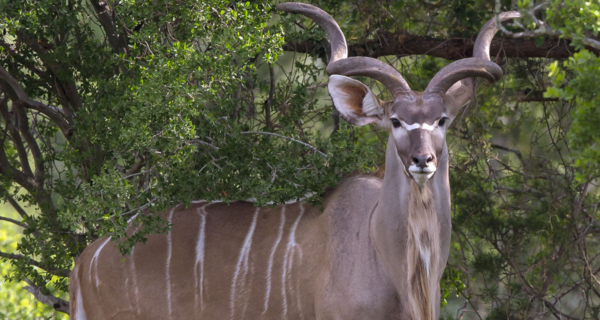 Kudu Antelope