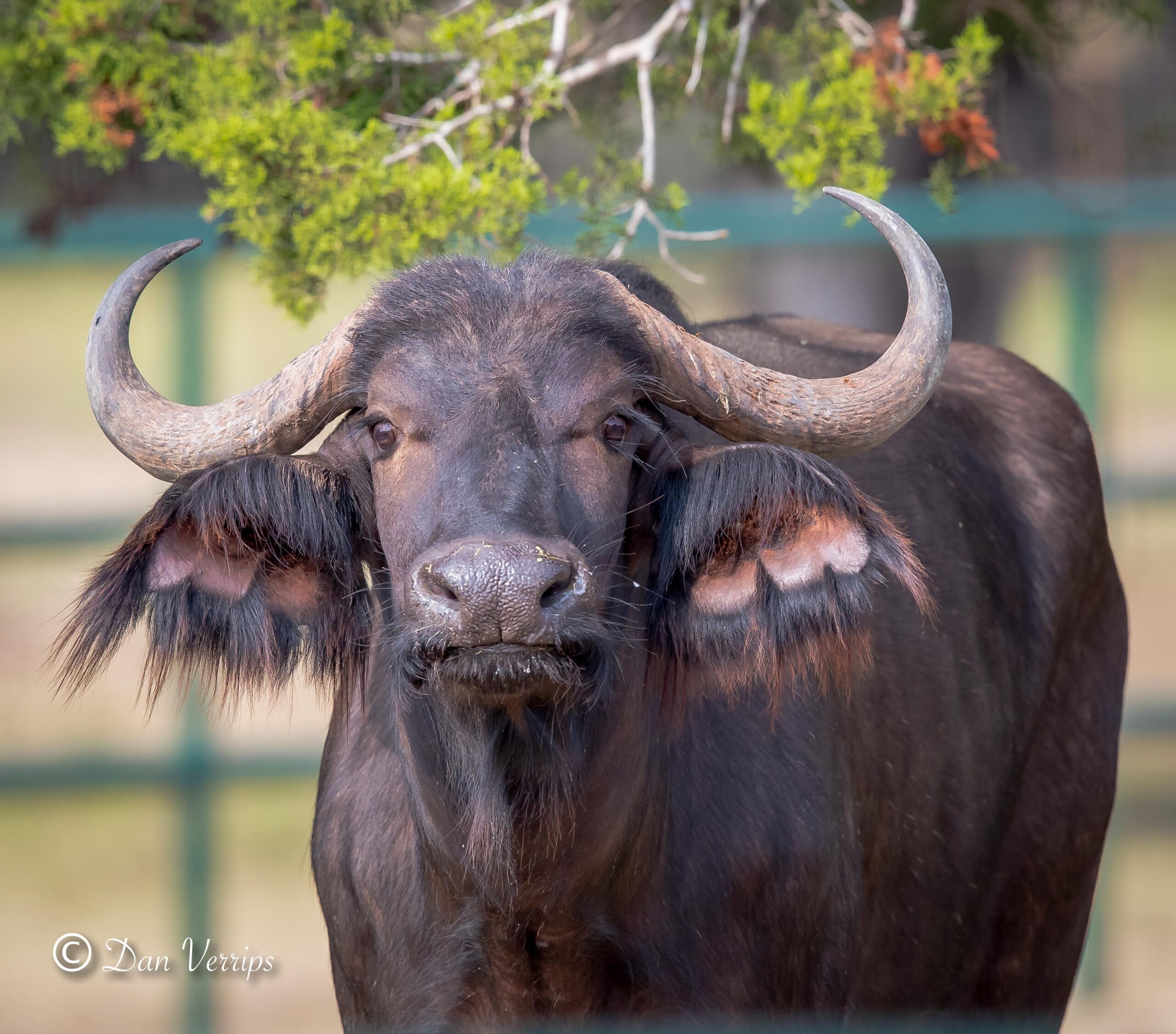 Cape Buffalo Cow Partners, LLCWildLife Partners,