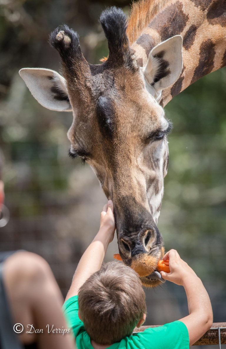 feeding giraffe royal safari garden