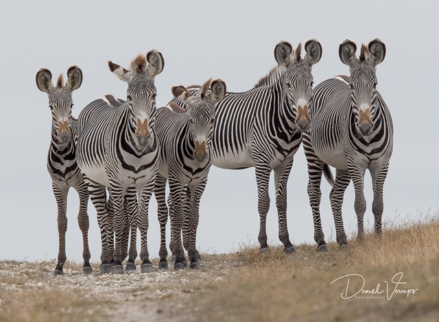 Grevy Zebra