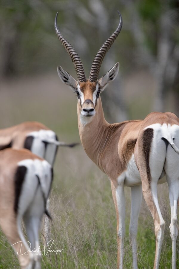 Grants - WildLife Partners, LLCWildLife Partners, LLC