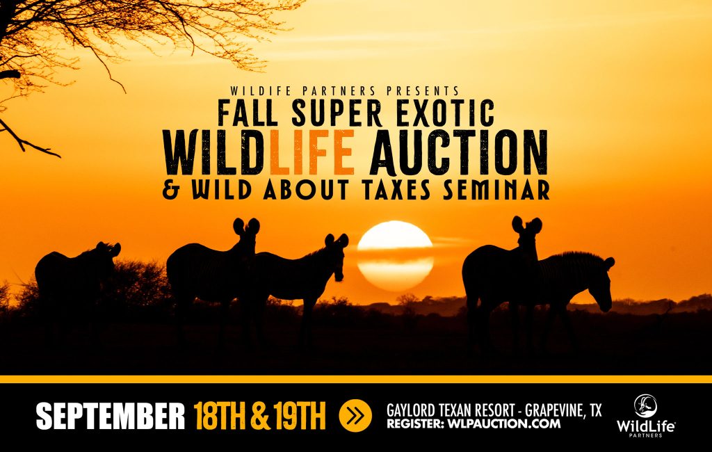Super Exotic Auction September 2026